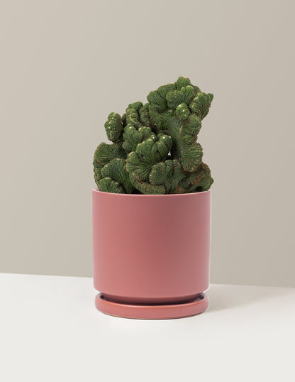 bundle | Medium | Isabella | Dusty Rose