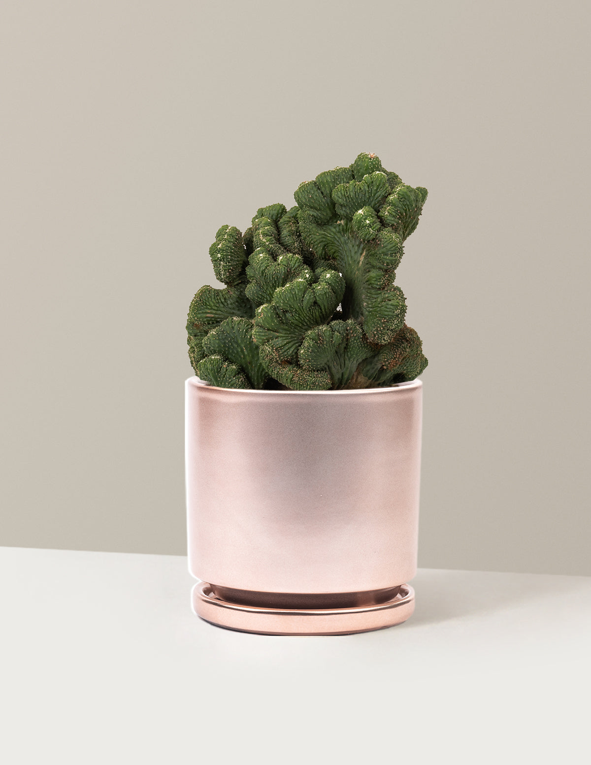 bundle | Medium | Isabella | Rose Gold