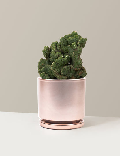 bundle | Medium | Isabella | Rose Gold