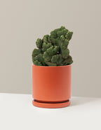 Cereus Green Coral Cactus