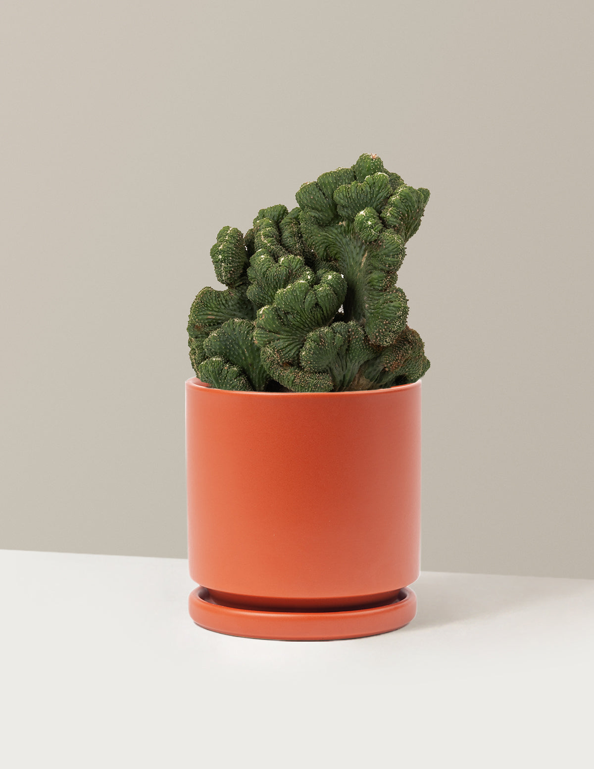 Cereus Green Coral Cactus