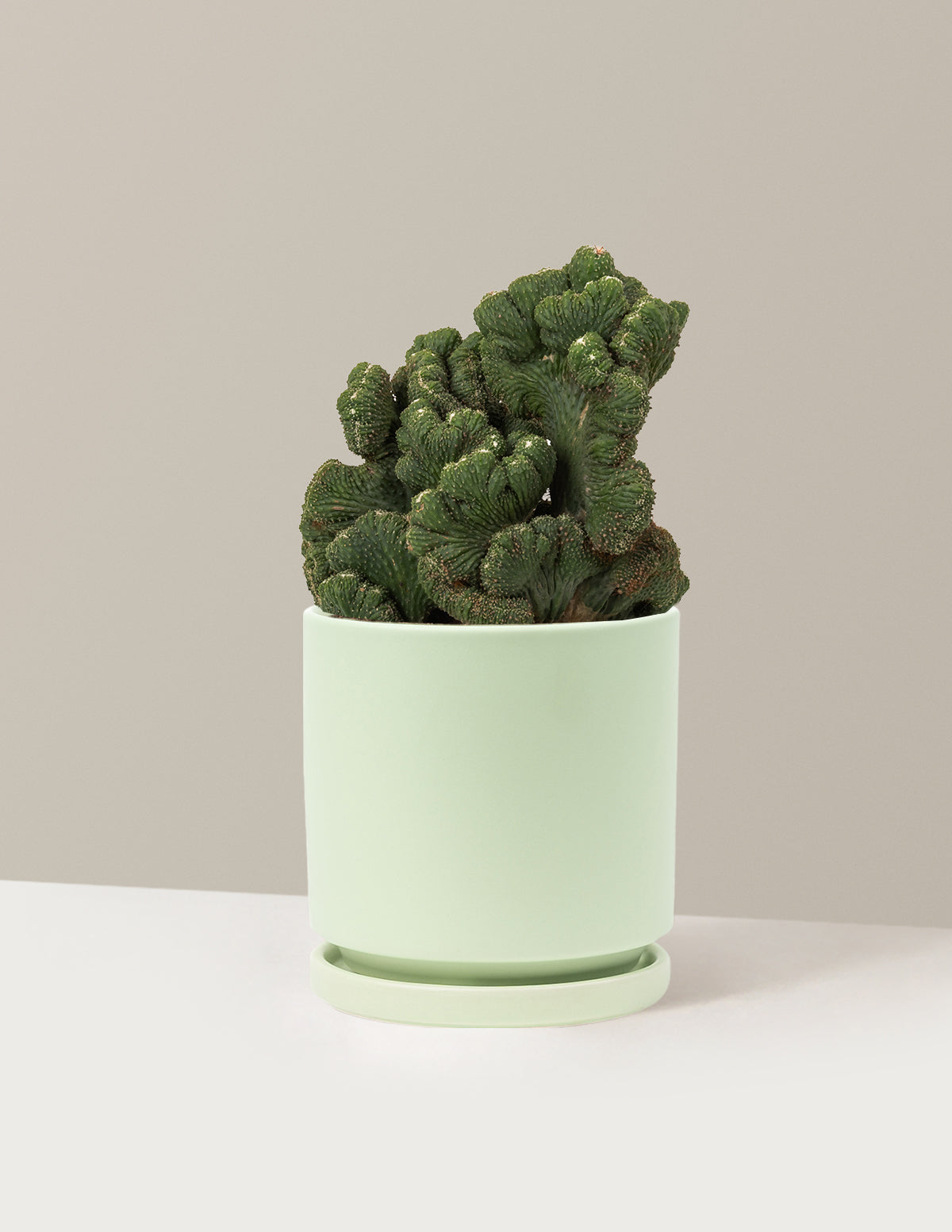 bundle | Medium | Isabella | Sage