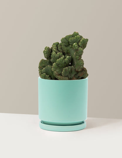 bundle | Medium | Isabella | Sea Glass