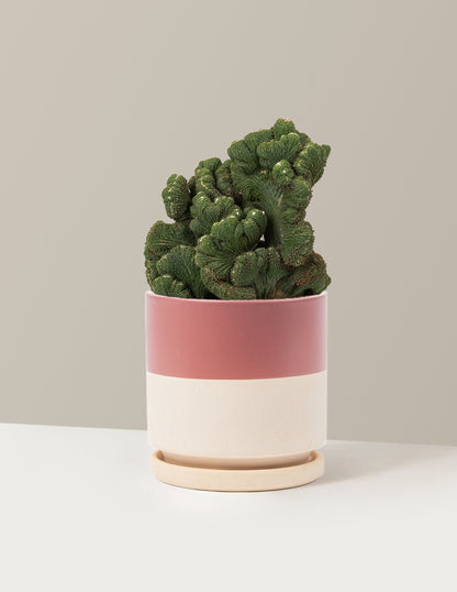 bundle | Medium | Isabella | Top Half Dusty Rose