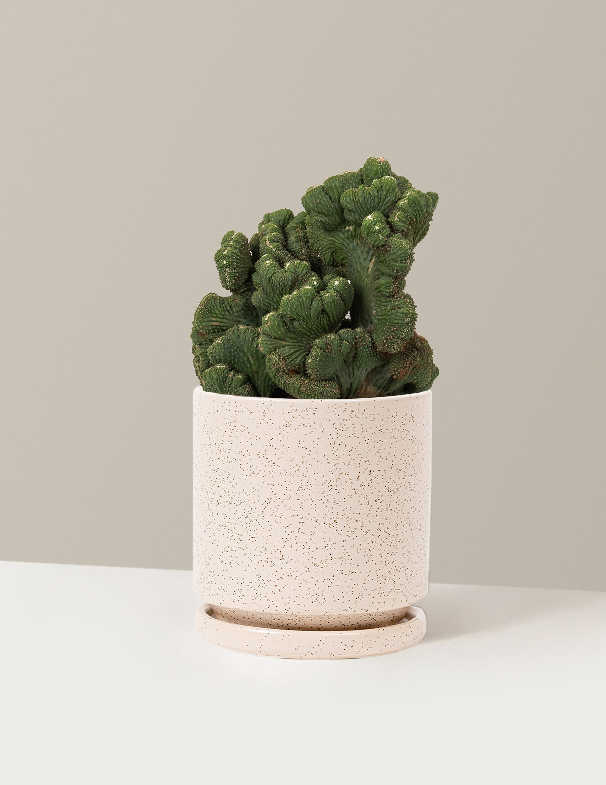 bundle | Medium | Isabella | White Sesame