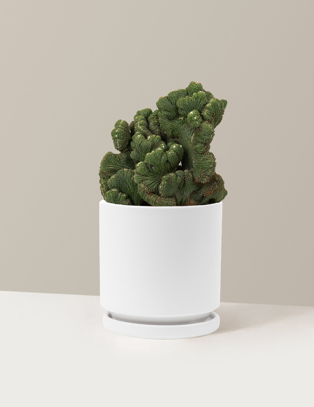 Cereus Green Coral Cactus | Houseplants for Delivery | The Sill