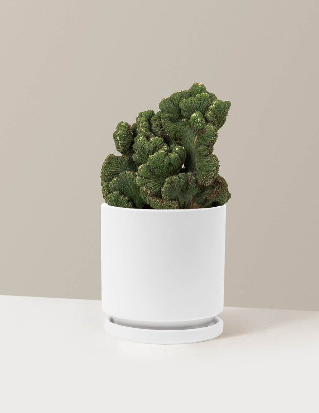 Cereus Green Coral Cactus