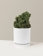 Cereus Green Coral Cactus