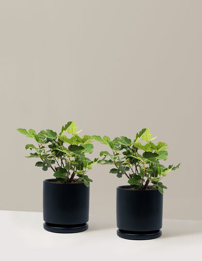 Chicago Hardy Fig Tree