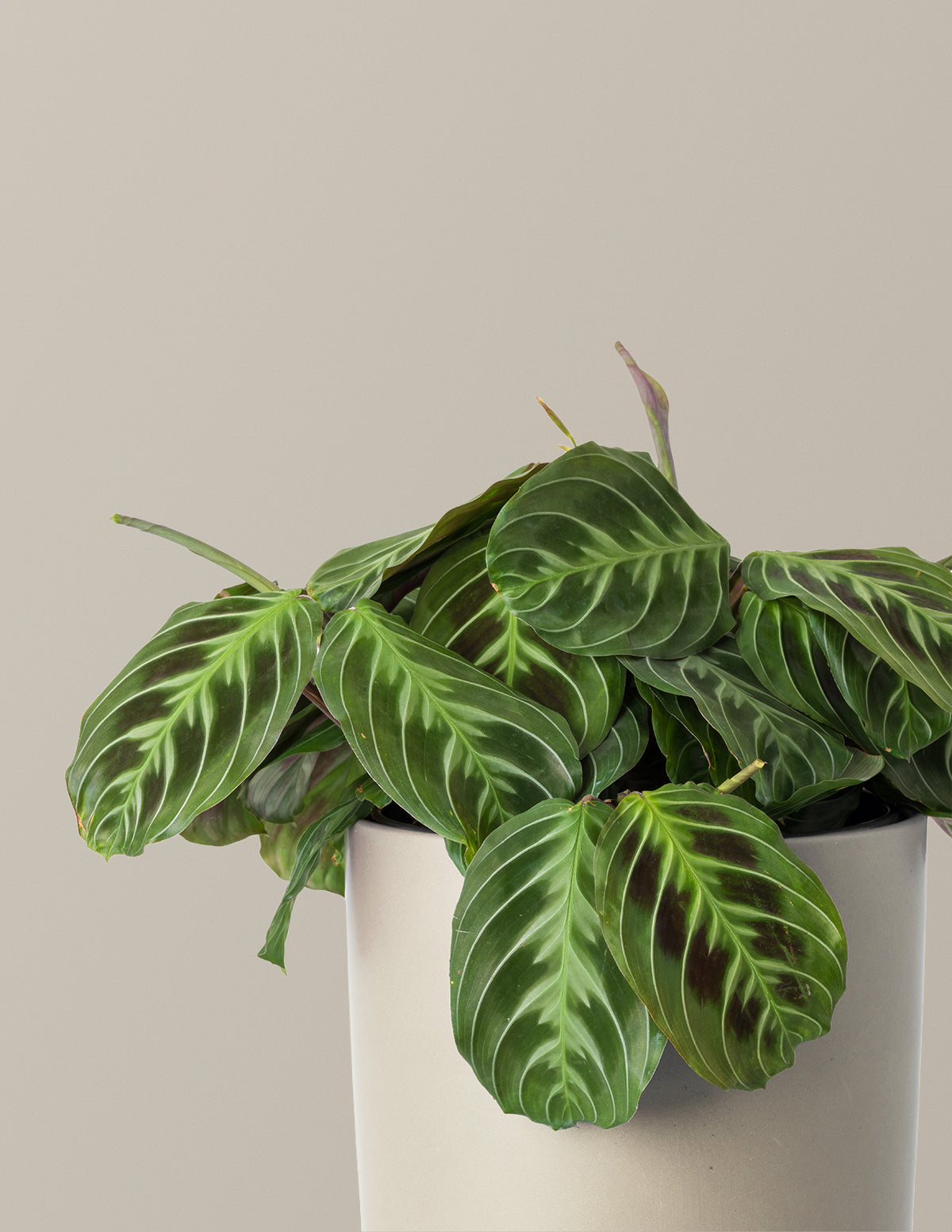 black maranta prayer plant Black Prayer Plant