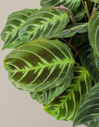 Black Prayer Plant