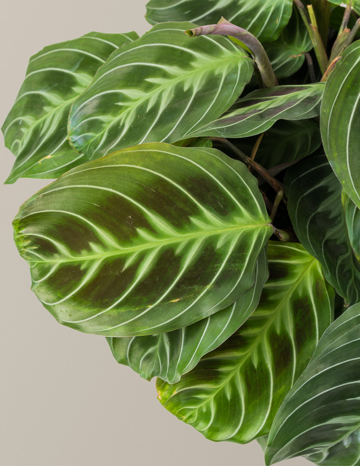 Black Prayer Plant