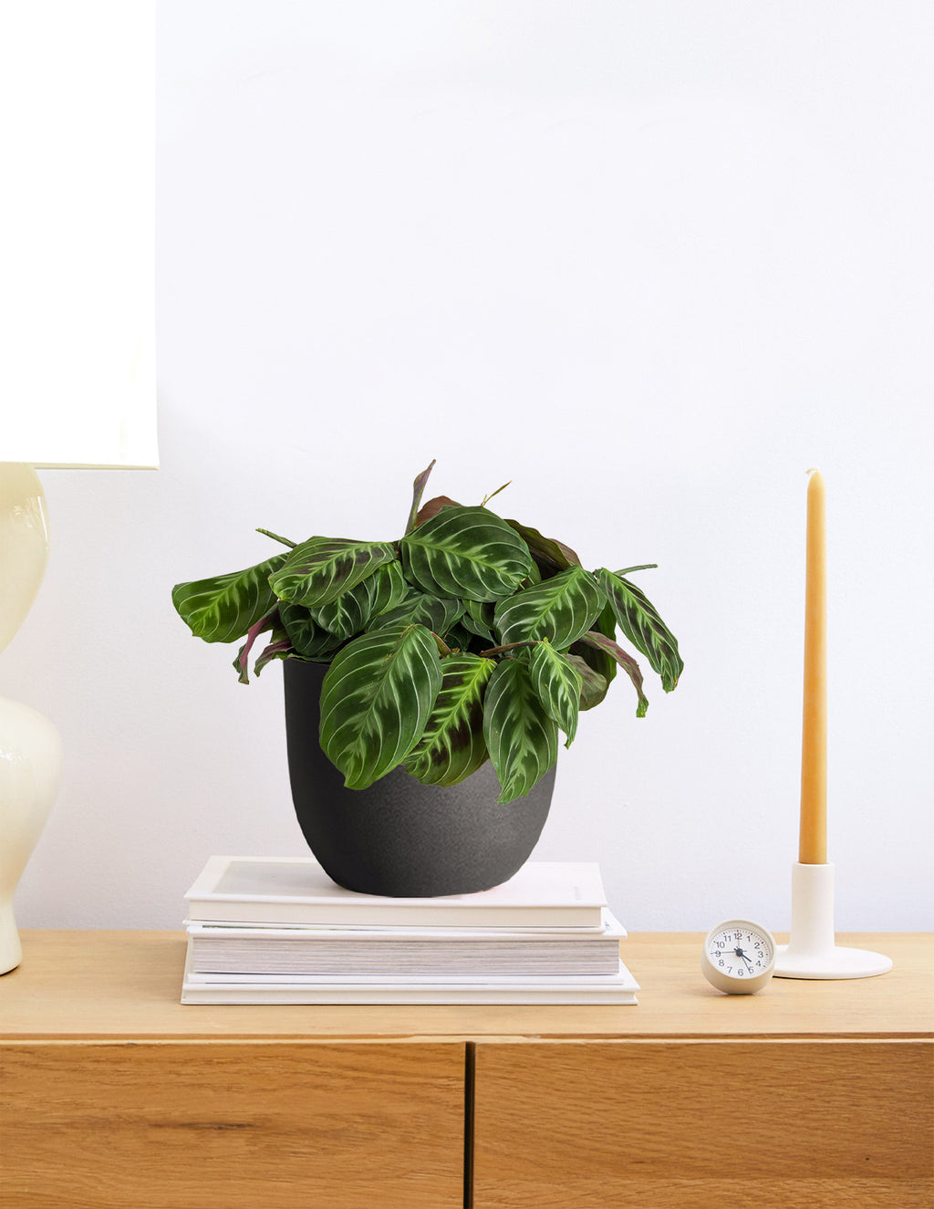Black Prayer Plant