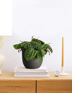 Black Prayer Plant