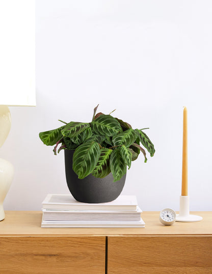 Medium Grant Ceramic Planter Duo