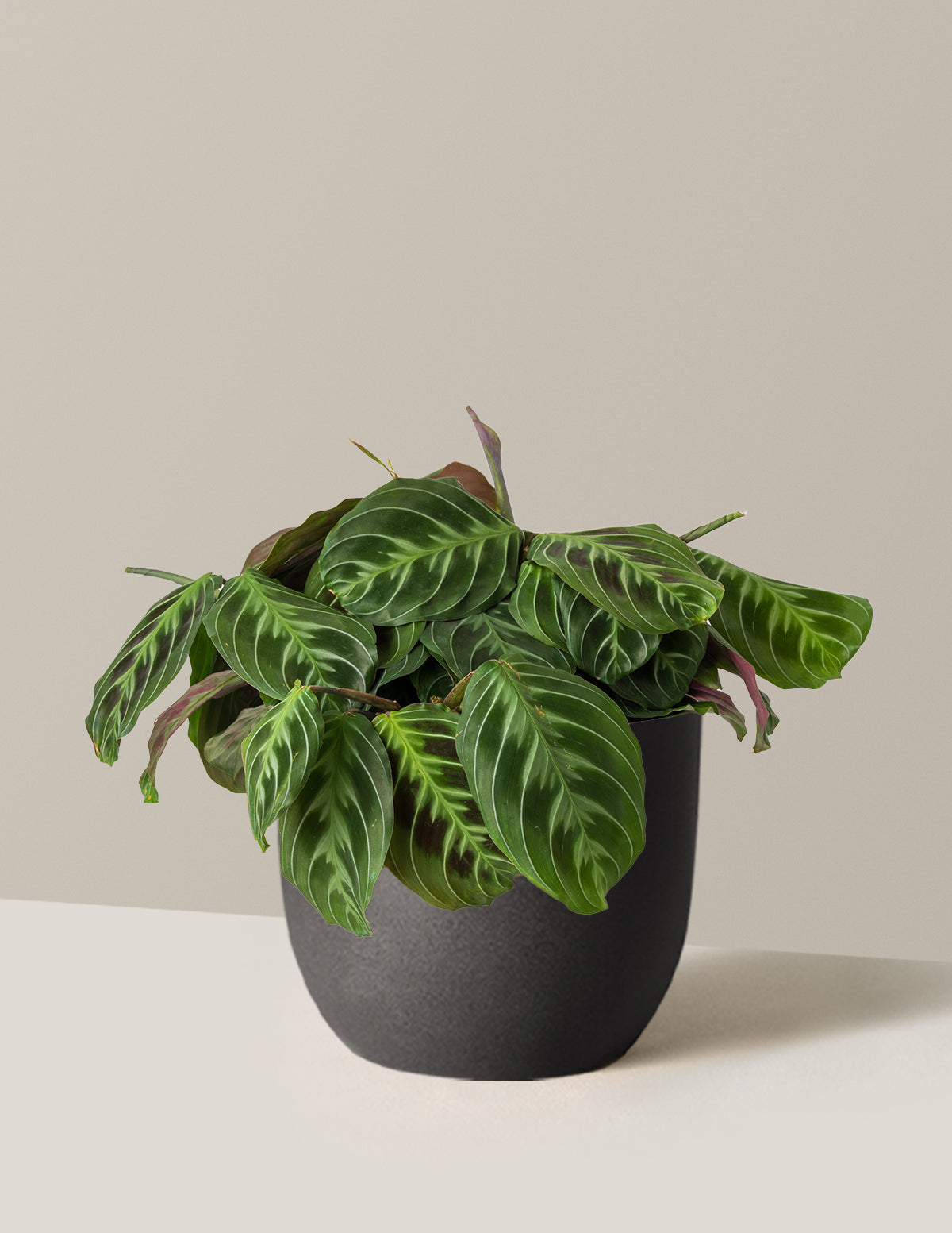 Black Prayer Plant