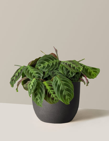 Black Prayer Plant