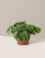 bundle | Medium | Grow Pot