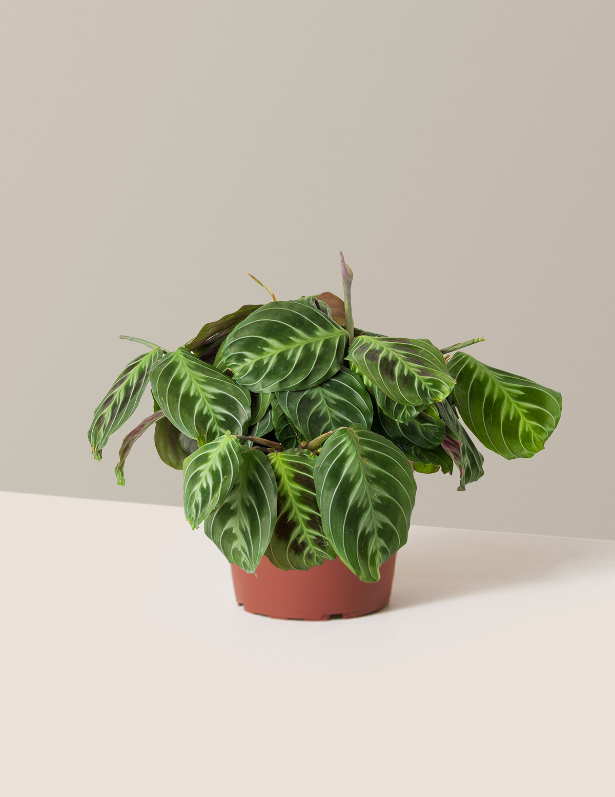 bundle | Medium | Grow Pot