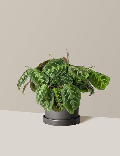 Black Prayer Plant