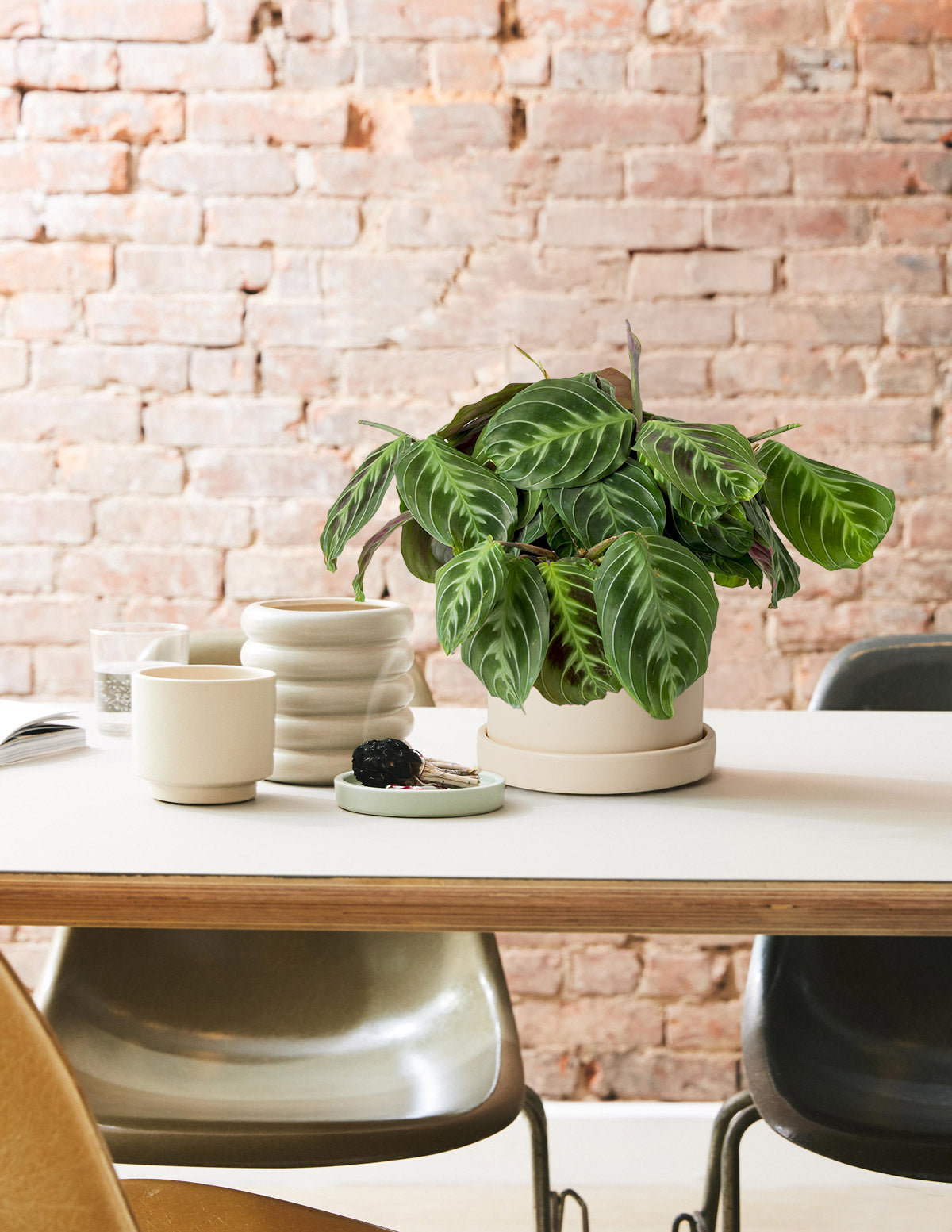 Black Prayer Plant