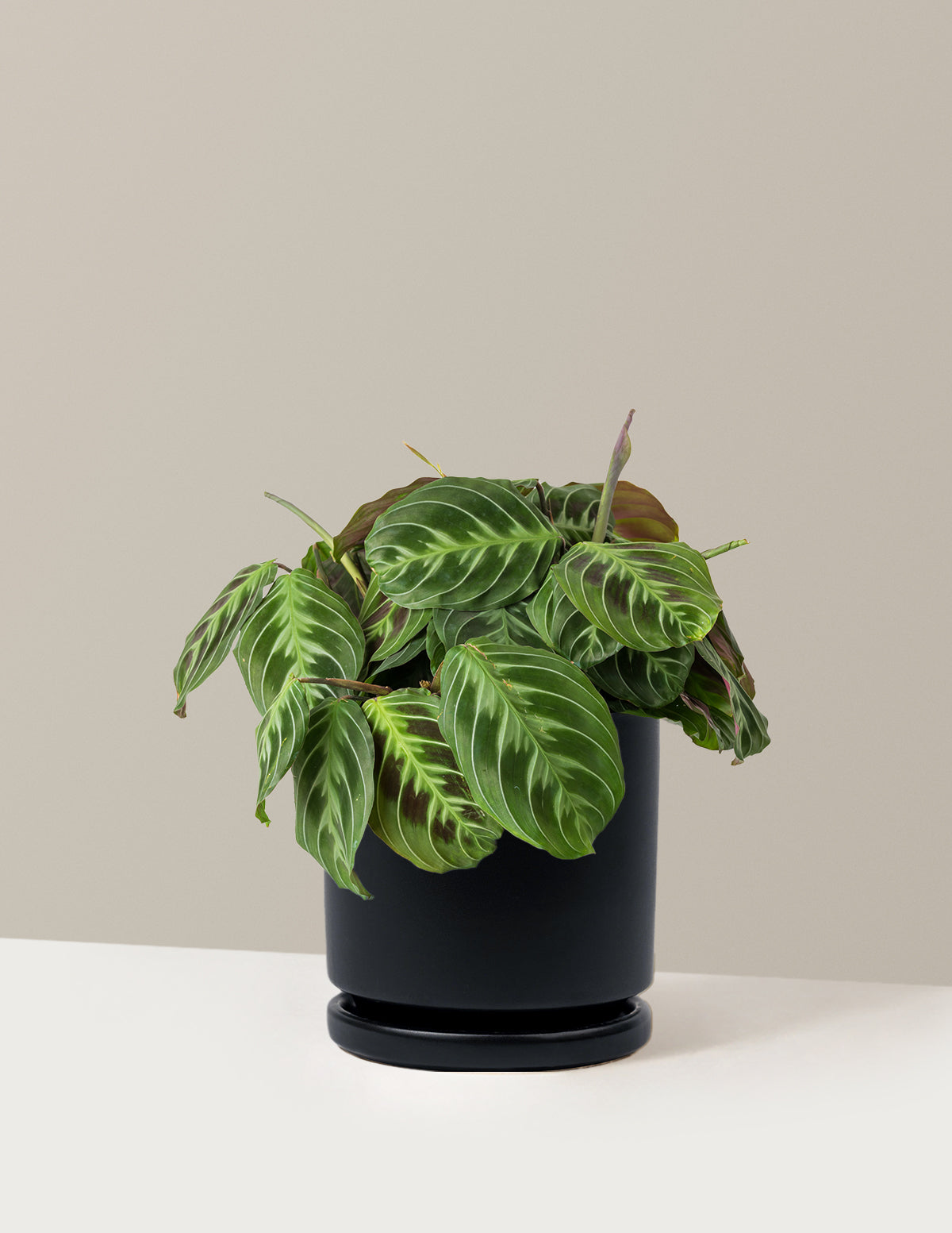 Black Prayer Plant