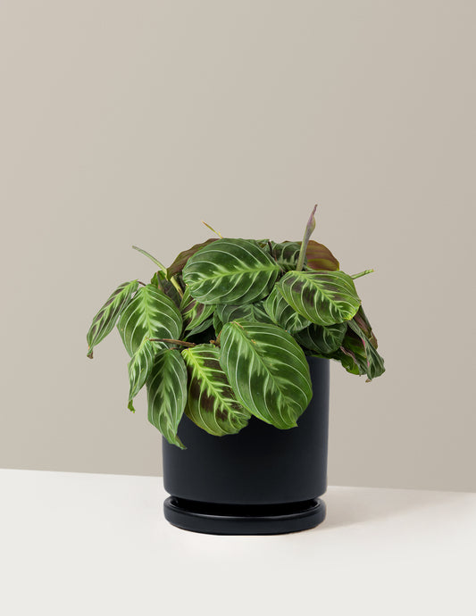 Maranta Black Prayer Plant