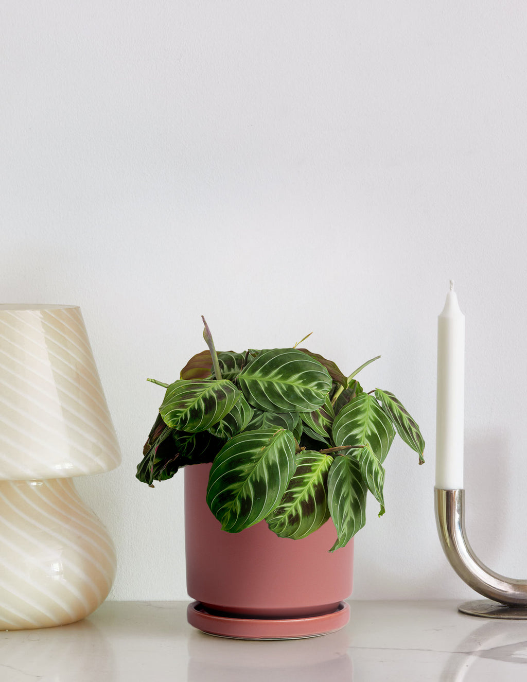Black Prayer Plant