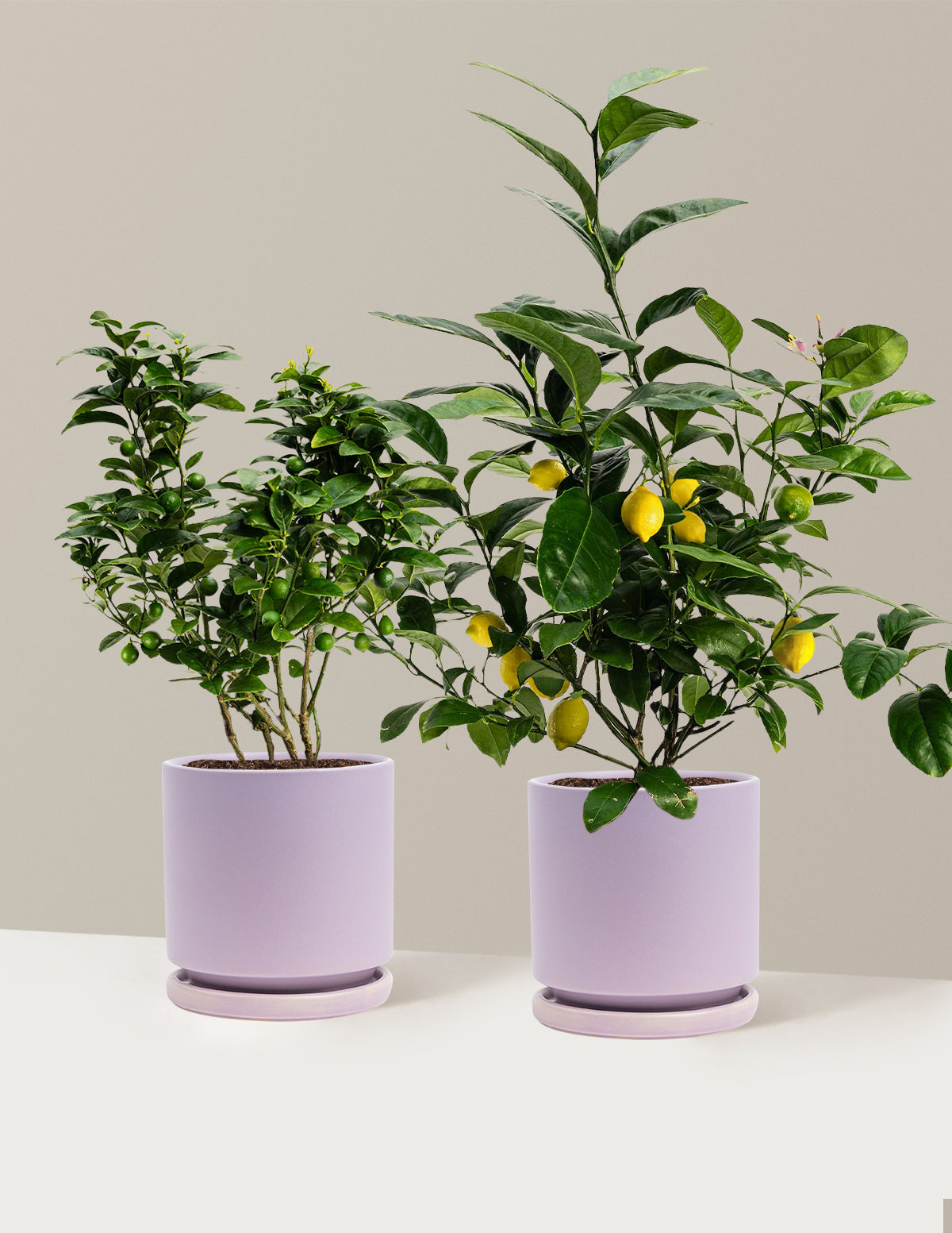 Citrus Lovers Bundle