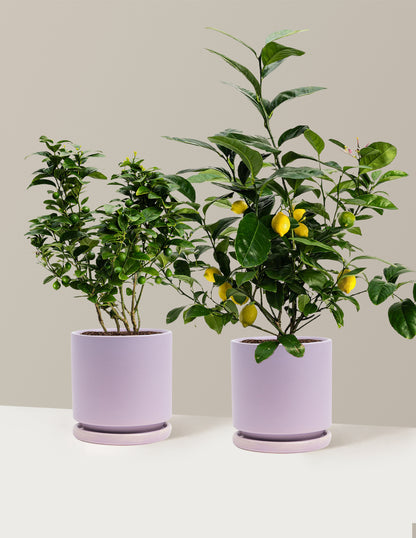Citrus Lovers Bundle