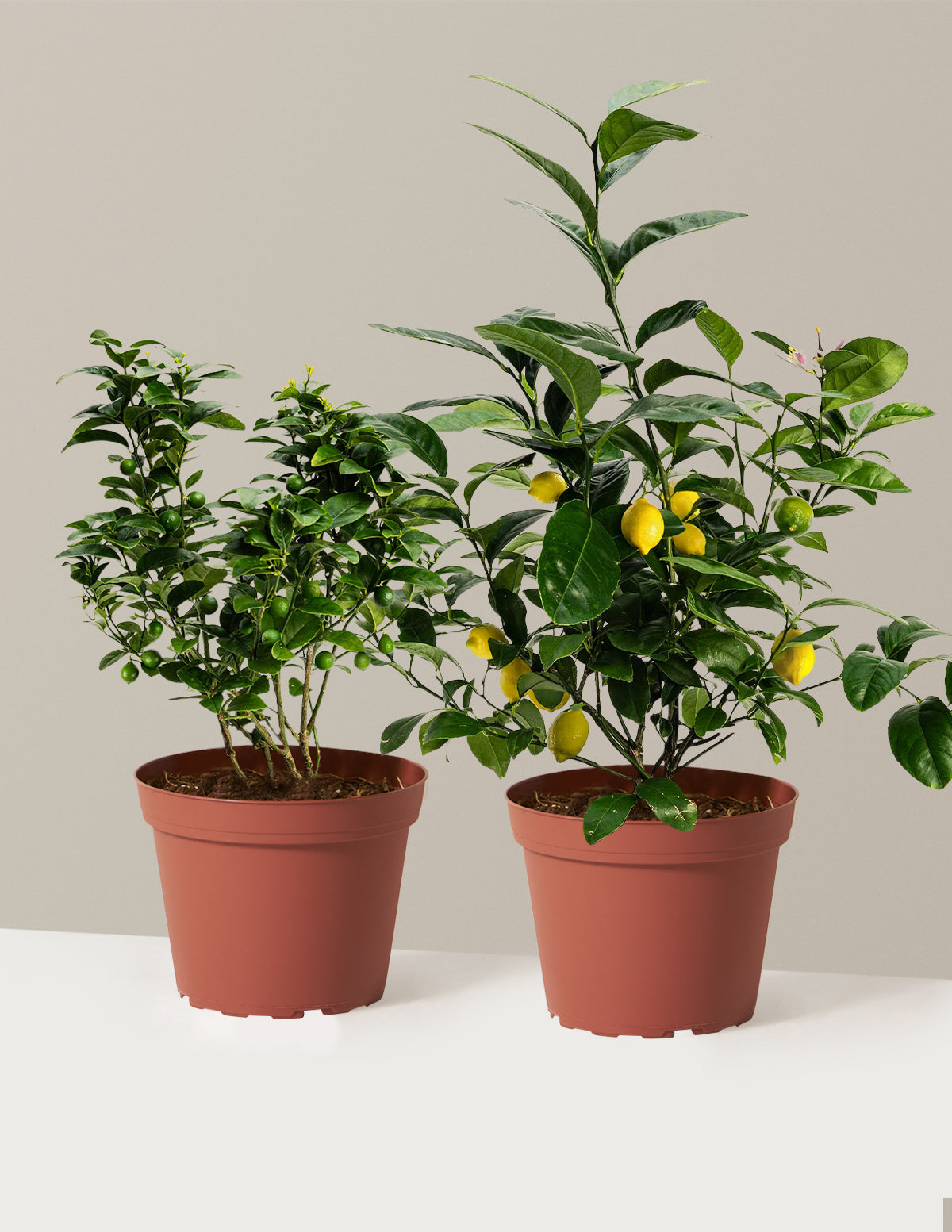 bundle | 1 Gallon | Grow Pot