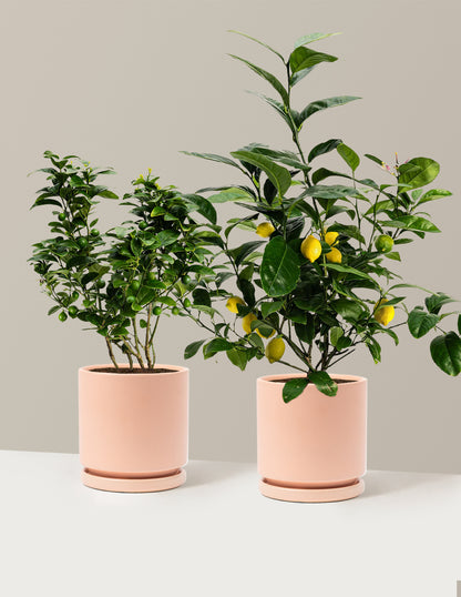 Citrus Lovers Bundle
