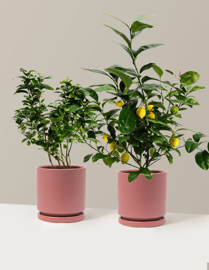 Citrus Lovers Bundle