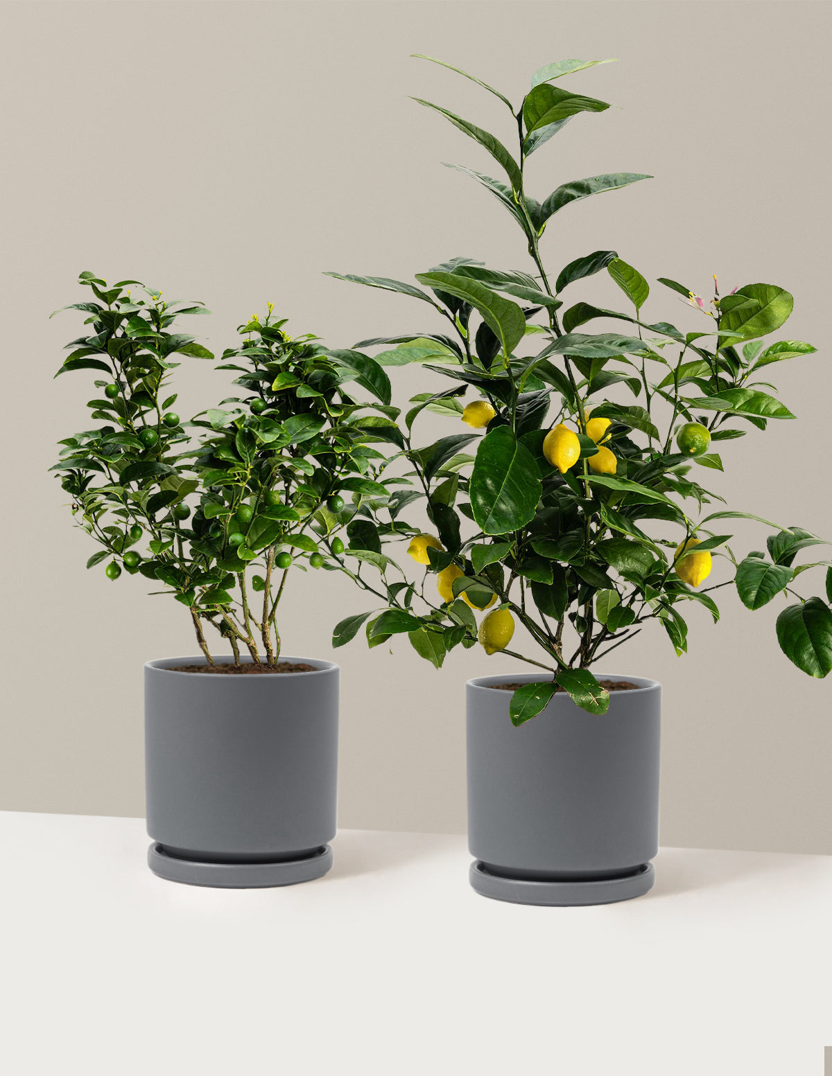 bundle | 1 Gallon | Isabella | Granite
