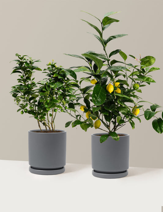 Citrus Lovers Bundle