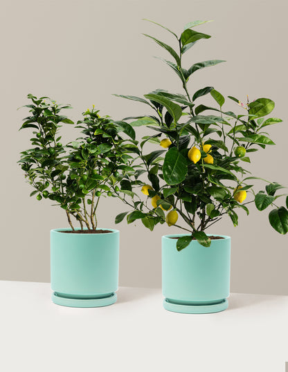 Citrus Lovers Bundle