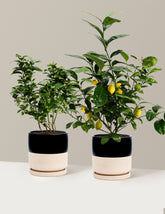 bundle | 1 Gallon | Isabella | Top Half Black