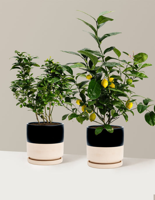 bundle | 1 Gallon | Isabella | Top Half Black