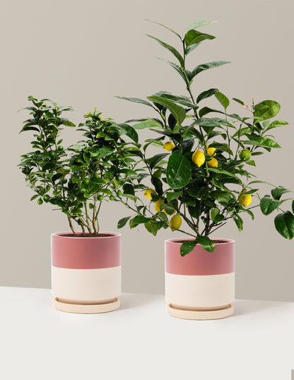 Citrus Lovers Bundle