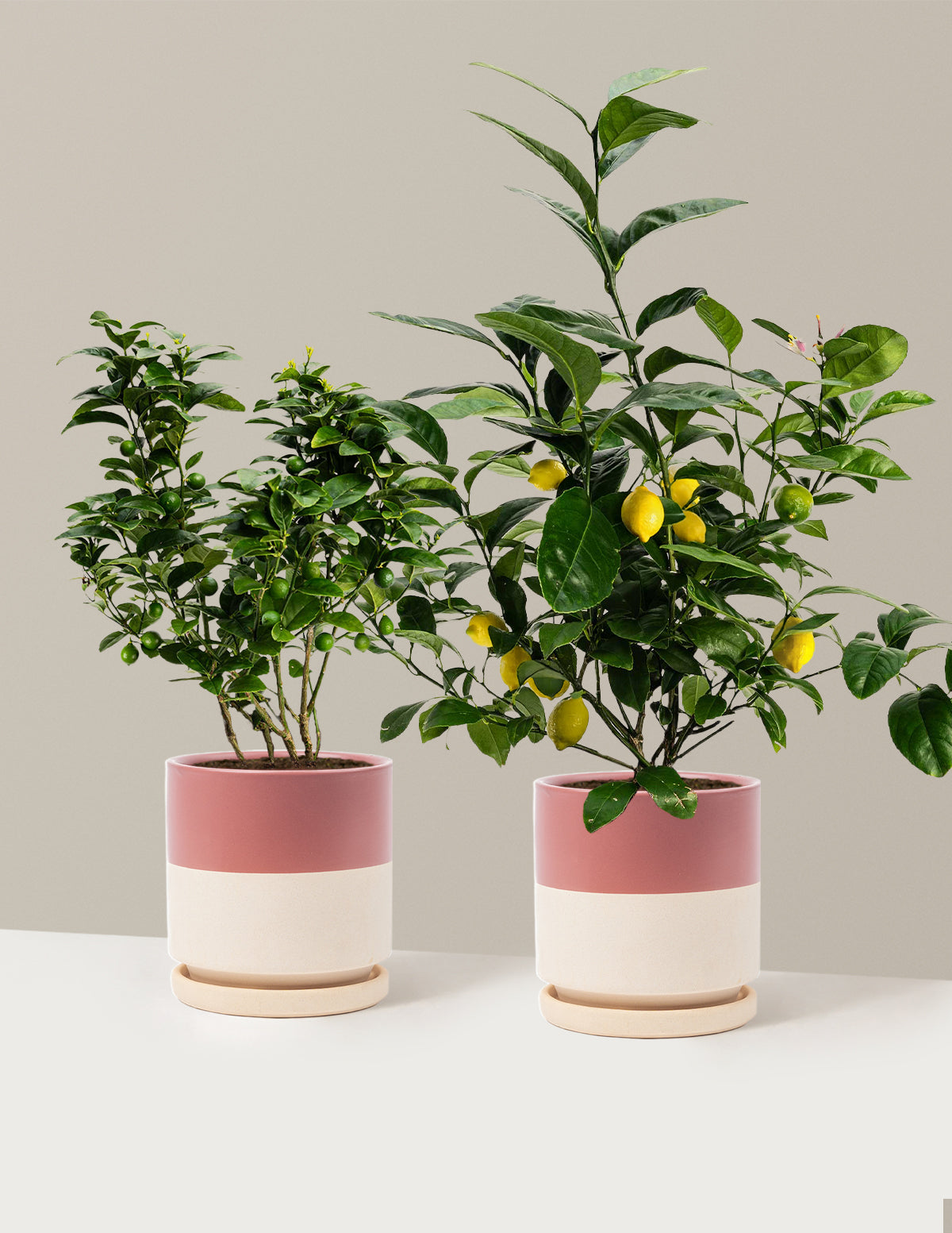 Citrus Lovers Bundle | The Sill