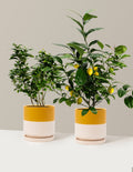 bundle | 1 Gallon | Isabella | Top Half Mustard