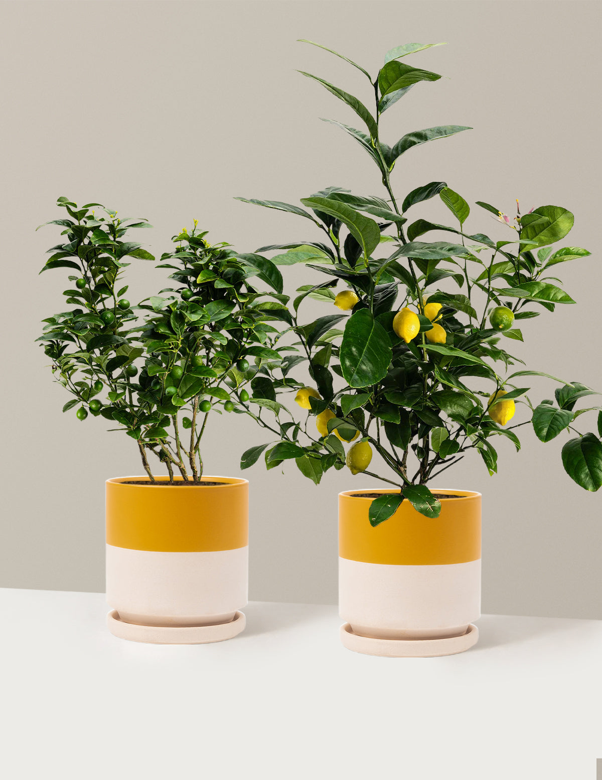 bundle | 1 Gallon | Isabella | Top Half Mustard