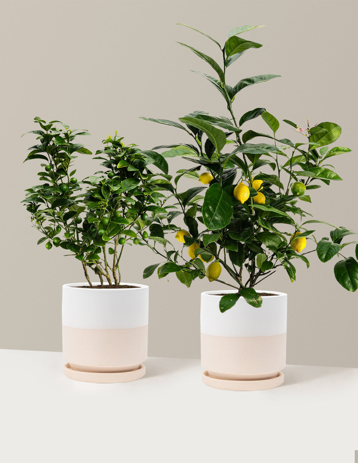 Citrus Lovers Bundle