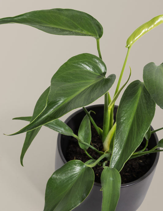 Monstera Burle Marx Flame