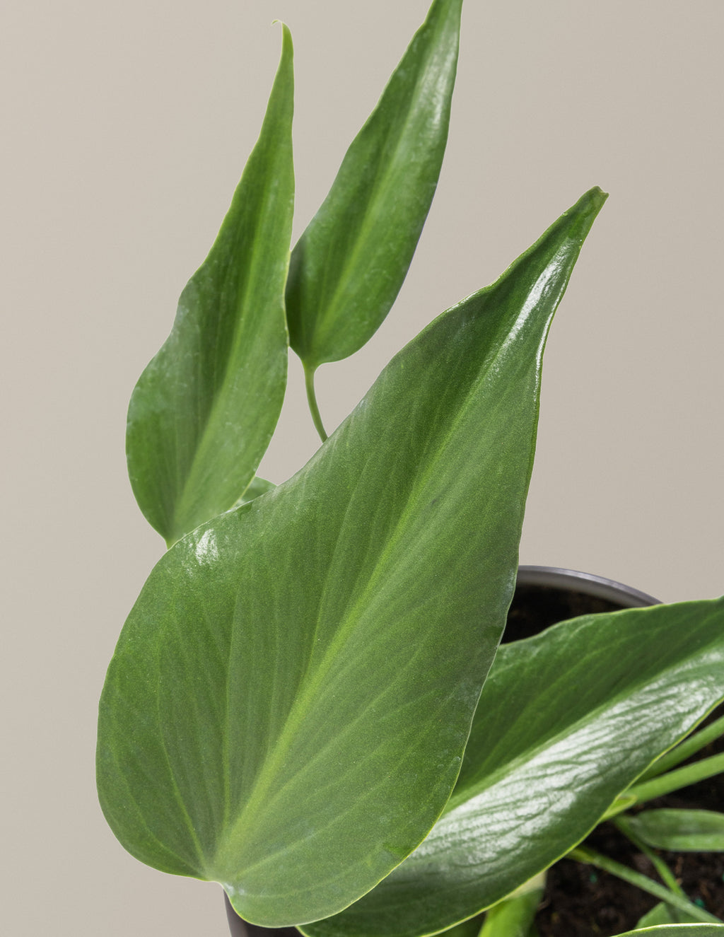 Monstera Burle Marx Flame