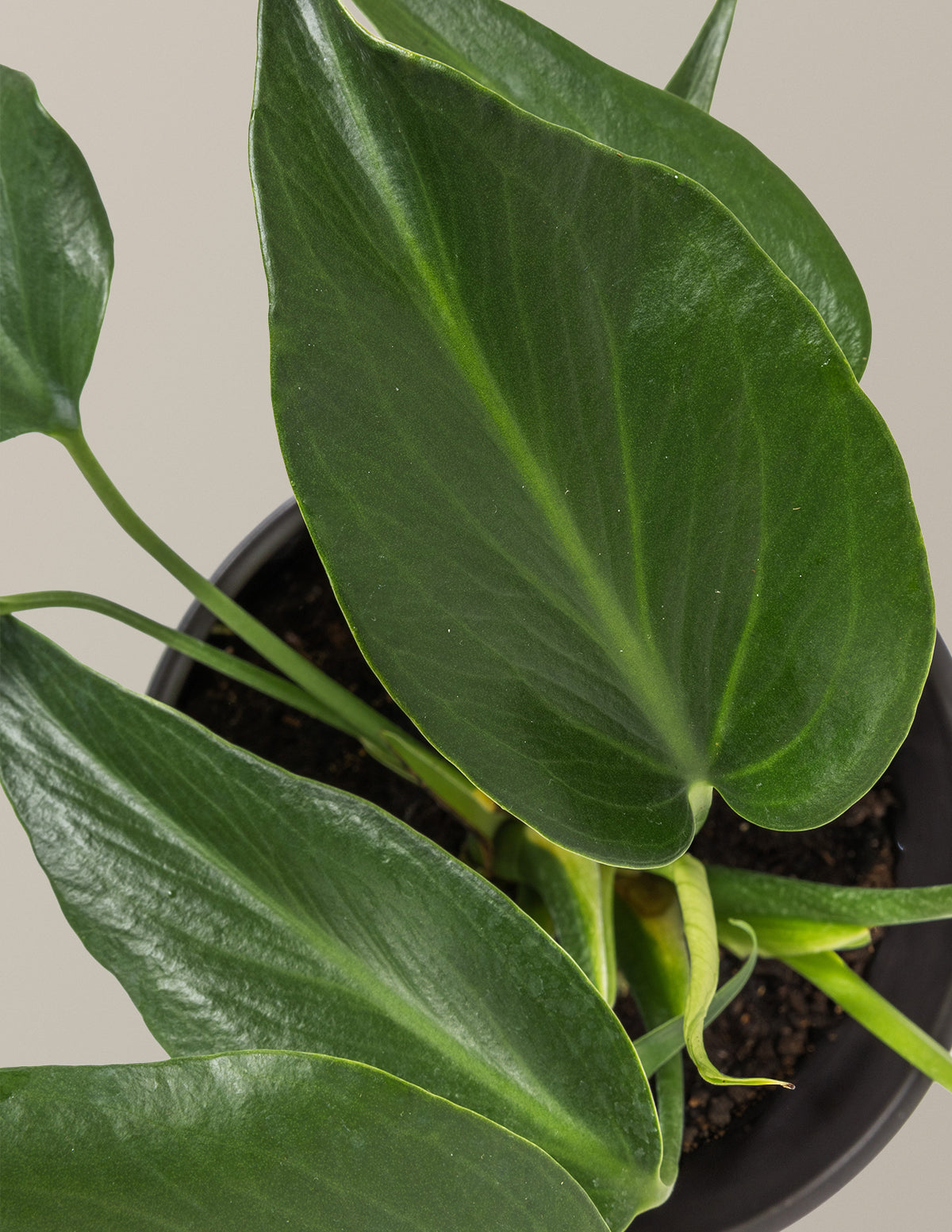 Monstera Burle Marx Flame