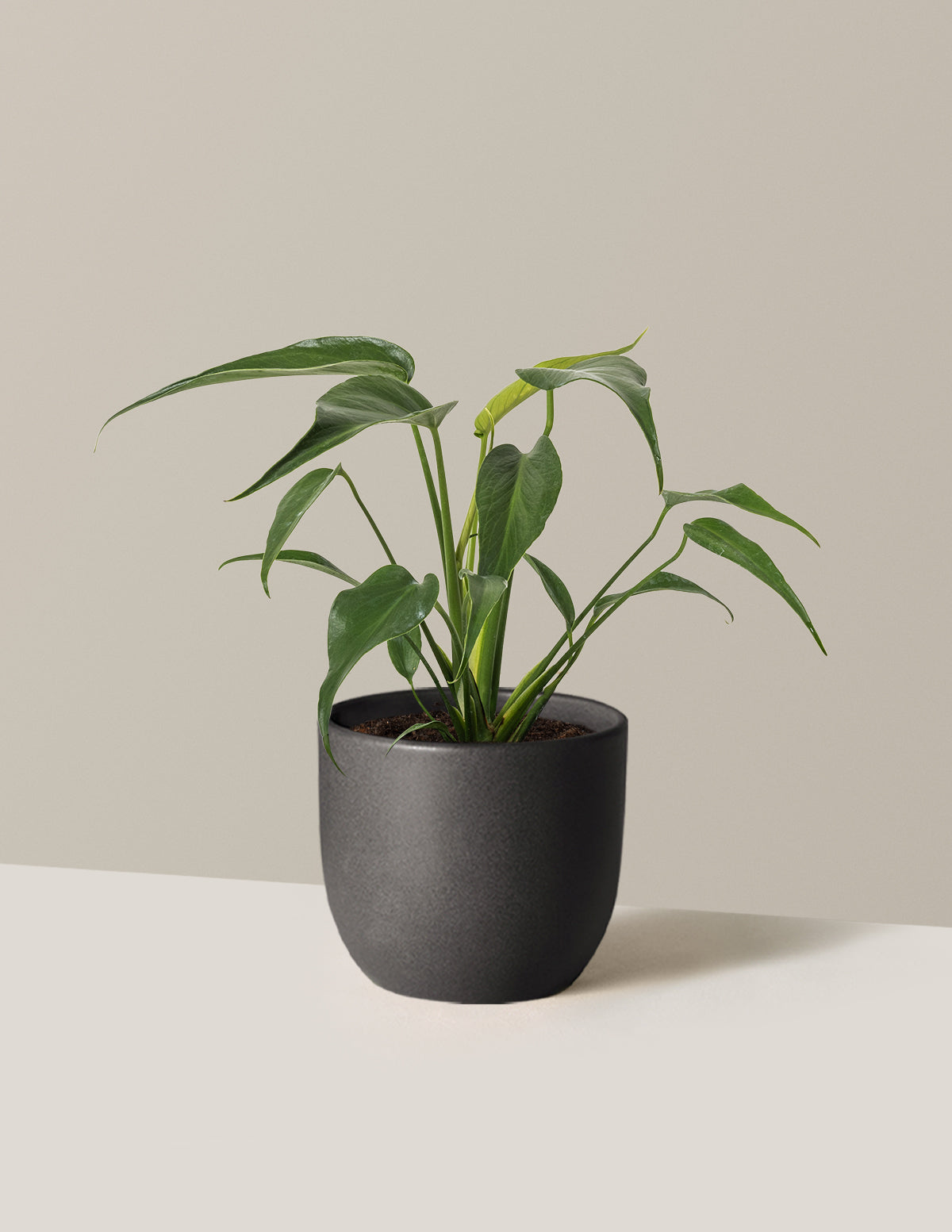 indoor black leaf plant Monstera Burle Marx Flame Houseplant with Planter - Medium (tall) Lavender Planter