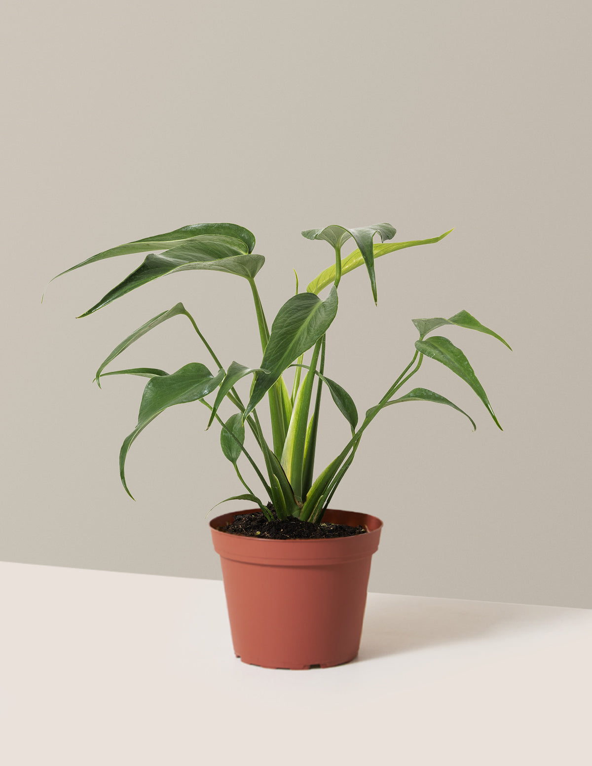 bundle | Medium | Grow Pot
