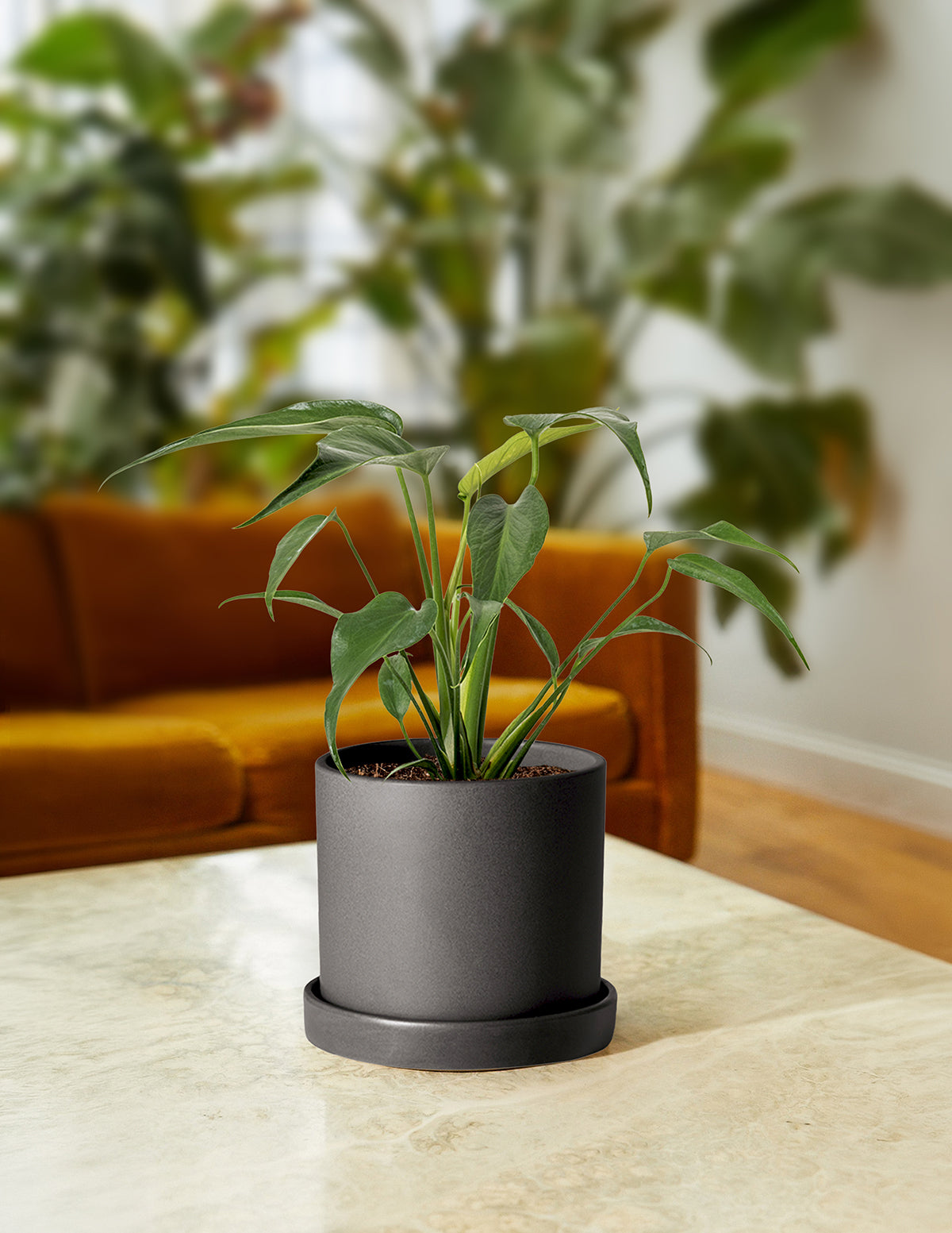 monstera burle marx flame plant Monstera Burle Marx Flame Houseplant with Planter - Medium (tall) Lavender Planter