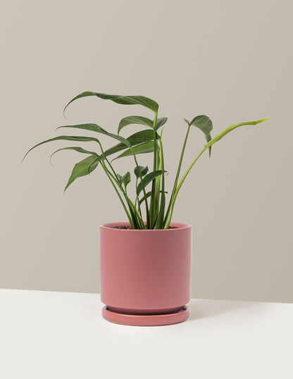 bundle | Medium | Isabella | Dusty Rose